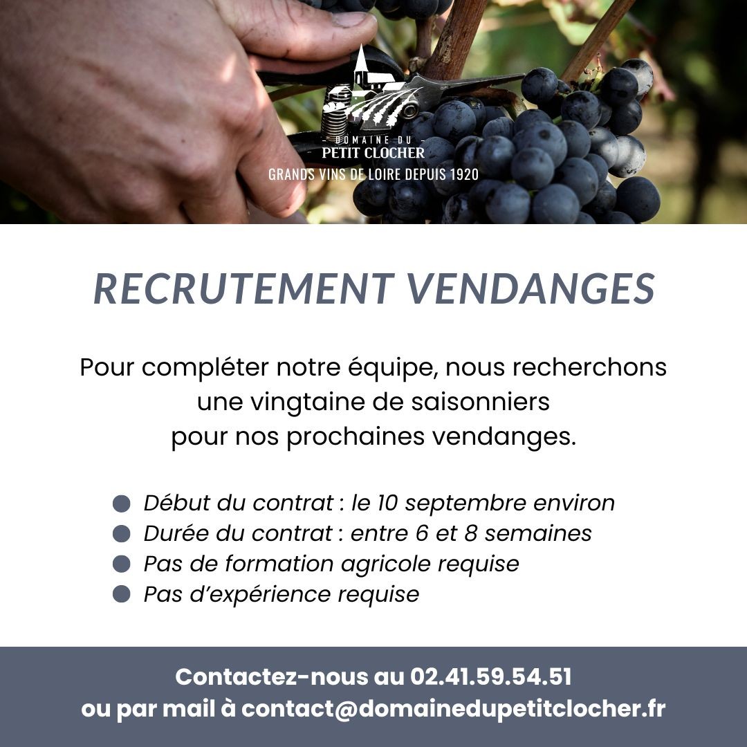 Recrutement pour les vendanges 2024 Domaine du Petit Clocher