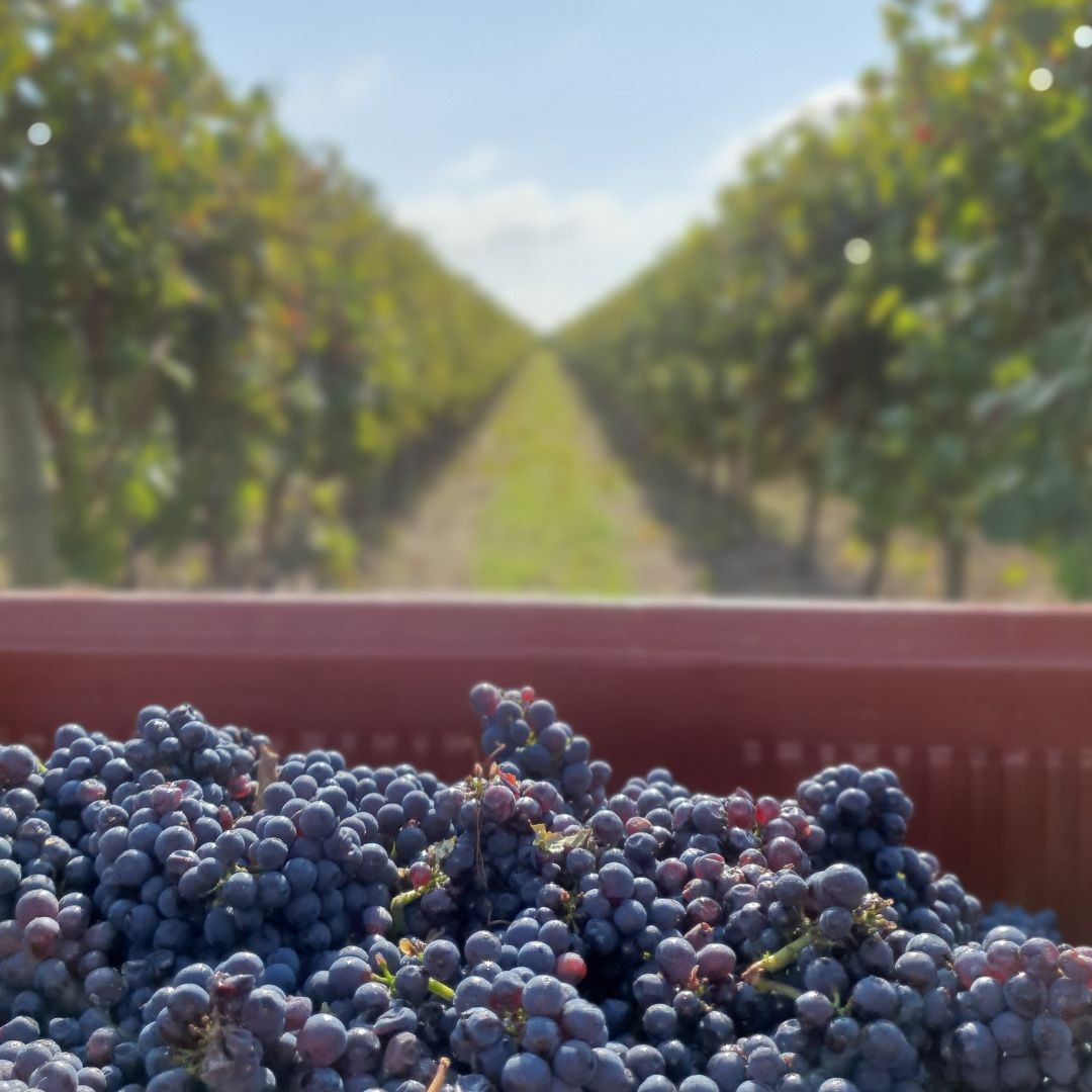 Le millésime 2024 Domaine du Petit Clocher